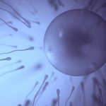 Qu'est-ce que la spermatogenèse ?