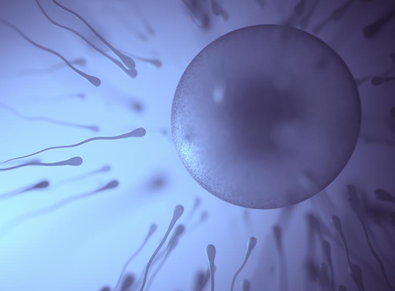 Qu'est-ce que la spermatogenèse ?