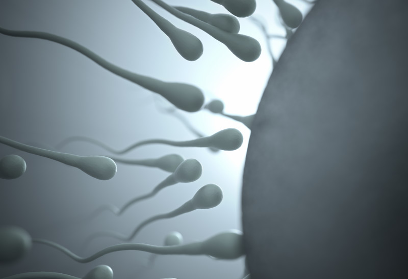 Des spermatozoïdes et un ovule.