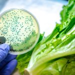 E. coli : un acteur majeur des infections urinaires