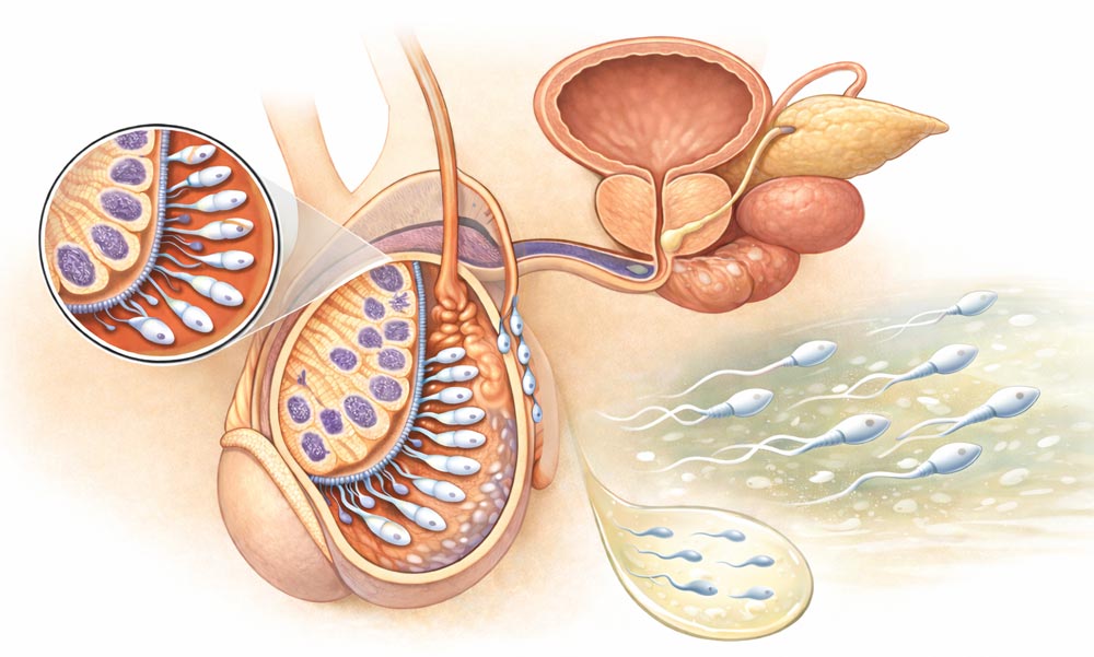Processus de recharge des spermatozoïdes
